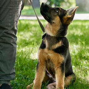 GODDOG akár a legkisebb kedvenceinknek is